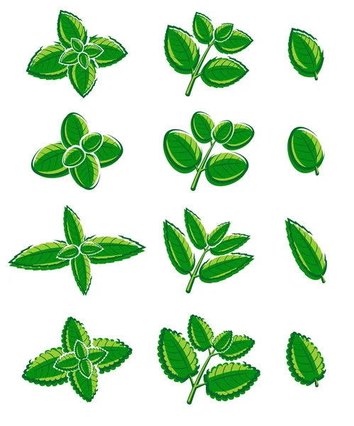 Set de hojas de menta. Vector — Vector de stock