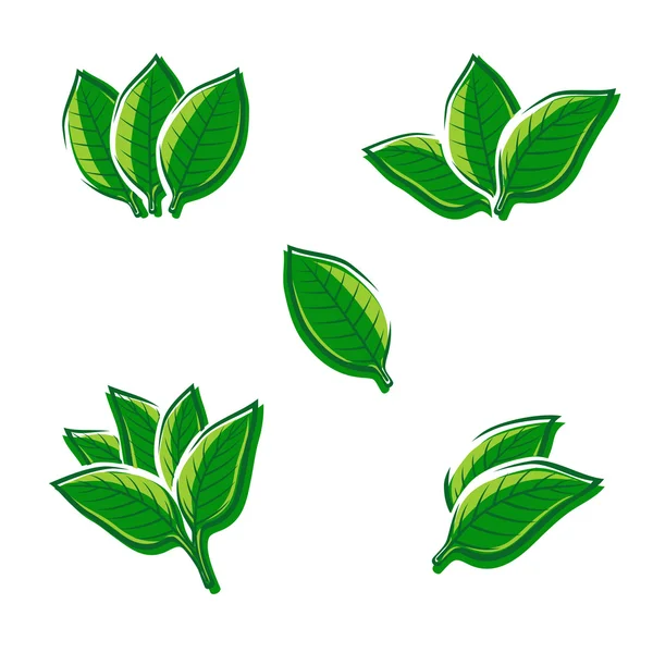 1 484 Natural Tobacco Vector Images Free Royalty Free Natural Tobacco Vectors Depositphotos