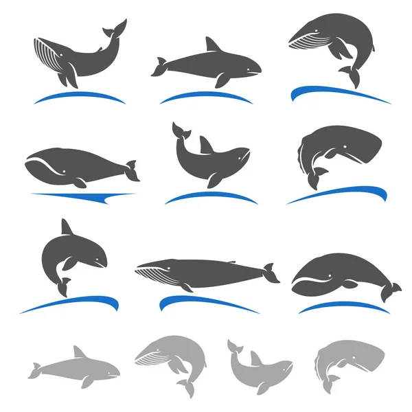 Set de ballenas. Colección vectorial — Vector de stock