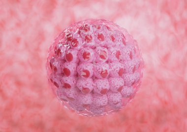 embriyonik insan hücresi gelişimi rahim içinde izole edildi. 3d illüstrasyon