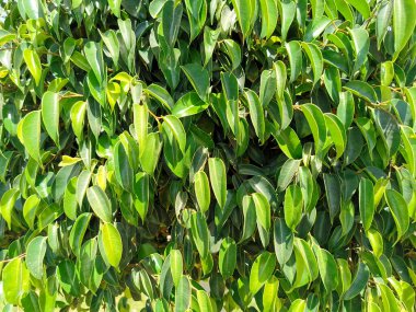 Ficus yeşillik arka planı. İncir ağacında taze yeşil yapraklar