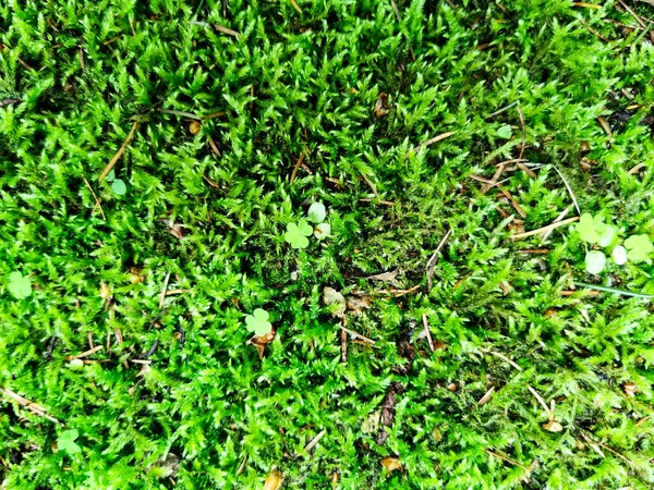 Küçük yonca yapraklarıyla ahşap kaplanmış parlak yosun. Yaz yaprakları doğa dokusuyla resmi kapatın