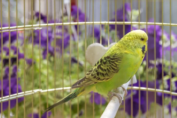 Papagal într-o cușcă — Fotografie, imagine de stoc