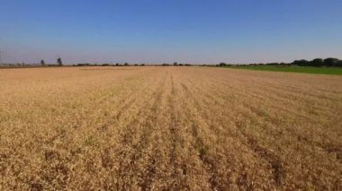 Bir buğday alanının hava atış