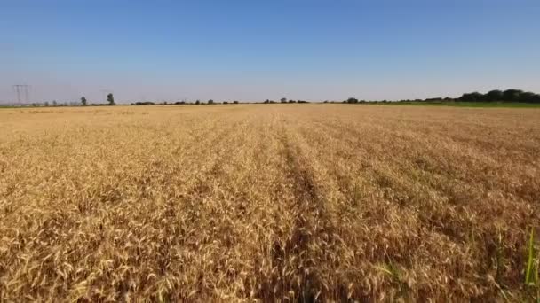 Tiro aéreo de un campo de trigo — Vídeos de Stock