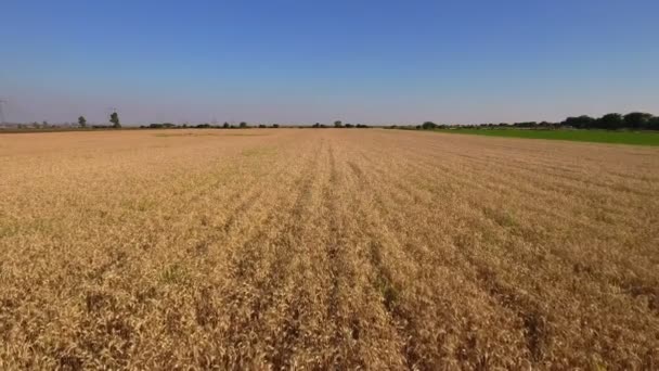 Vue aérienne d'un champ de blé 