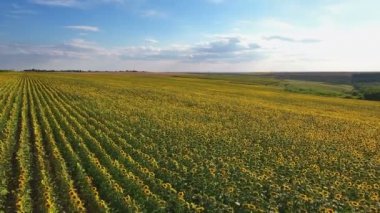 Ayçiçeği tarlasının havadan görünüşü