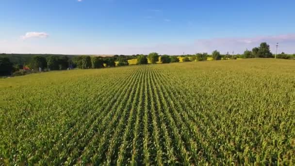 Aerial flight over corn field — Stock Video