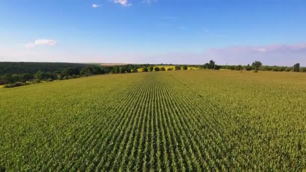 Flug aus der Luft über Maisfeld — Stockvideo