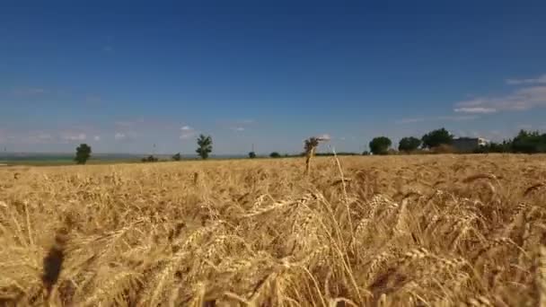 Пшеничные культуры на полях, зерновые культуры — стоковое видео