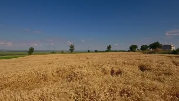 Tiro aéreo del campo de trigo — Vídeo de stock