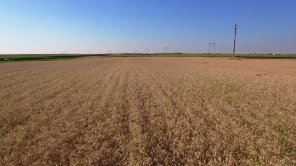 Aerial shot of wheat field — Stock Video