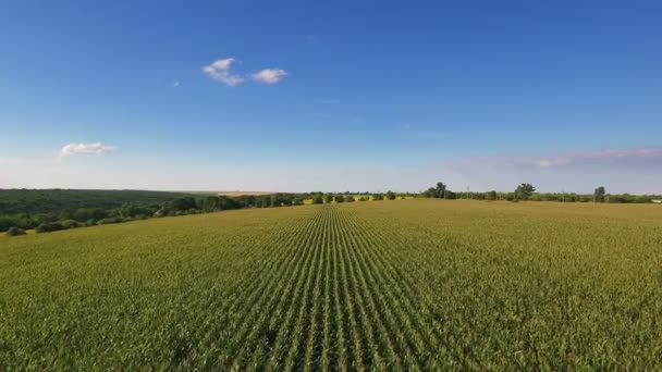 Luftflug Über Maisfeld Mit Blauem Himmel — Stockvideo