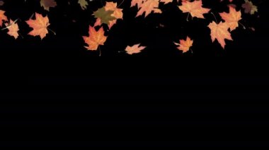 Sonbahar yaprakları yavaşça siyah arka plana düşer. Sonbahar sezonu kusursuz döngüsü. Sonbahar arkaplanı. 4k