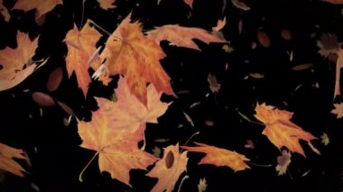 Alpha Channel 'da sonbahar yaprakları dökülüyor. Bu animasyon şeffaf arkaplanlıdır, böylece yeni arkaplanınızı ekleyebilirsiniz. Kusursuz döngü 4K