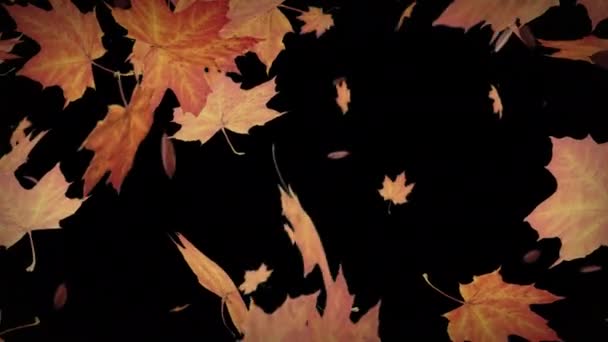 秋天的落叶动画与阿尔法频道 这个动画有透明的背景 所以你可以添加你的新背景 无缝线4K — 图库视频影像