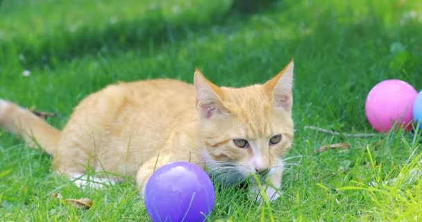 Gato Mesa Vermelho Sentado Grama Brincando Com Bolas Pet Grama — Vídeo de Stock