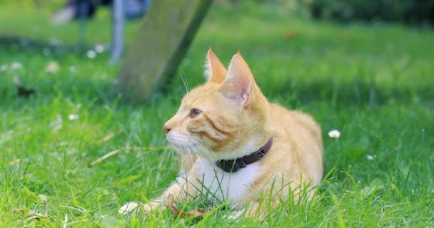 Rote gestromte Katze sitzt auf dem Gras und schaut sich um. Haustier auf dem Gras im Sommer. 4k