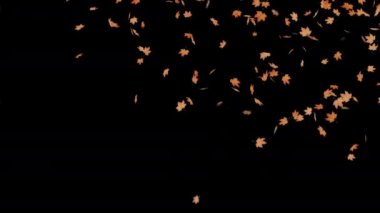 Alpha Channel 'da sonbahar yaprakları dökülüyor. Bu animasyon şeffaf arkaplanlıdır, böylece yeni arkaplanınızı ekleyebilirsiniz. Şükran Günü animasyonu. Kusursuz döngü 4K