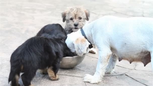 Puppies eten buiten — Stockvideo