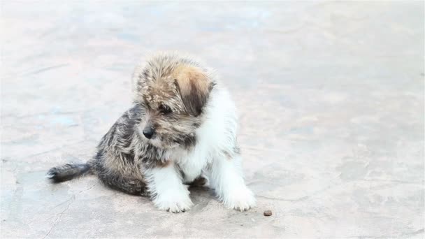 Cachorrinho adorável — Vídeo de Stock