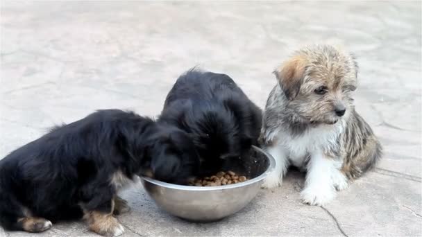 Puppies eating outside — Stock Video