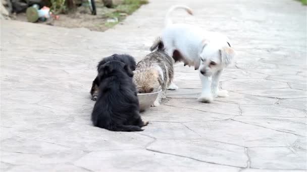 Puppies eten buiten — Stockvideo