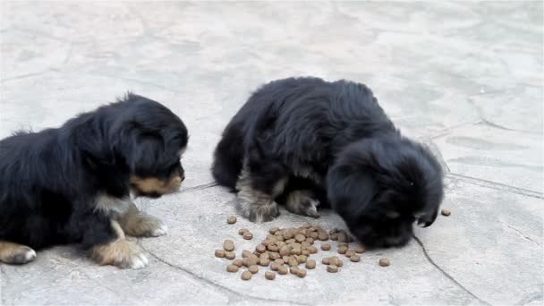 Cachorros comiendo afuera — Vídeos de Stock