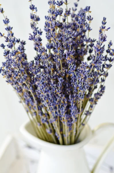 Flores de lavanda cacho . — Fotografia de Stock