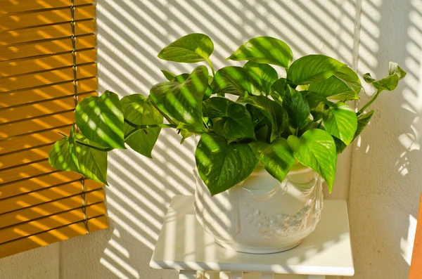 Phototropism Houseplant Growing Sunlight Terrace Selective Focus — Stock Photo, Image