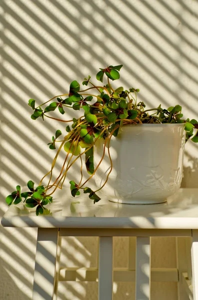 Phototropism Houseplant Growing Sunlight Terrace Selective Focus — Stock Photo, Image