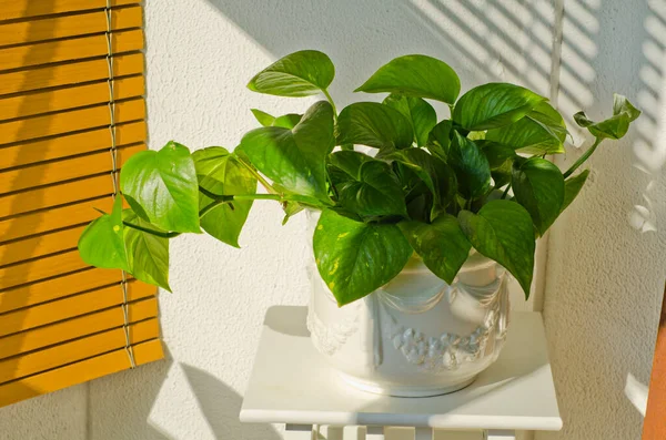 Phototropism Houseplant Growing Sunlight Terrace Selective Focus Stock Image