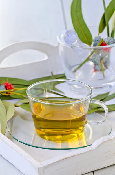 Эвкалиптовый травяной чай . — стоковое фото
