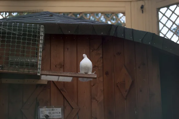 Pombo, pássaro do mundo — Fotografia de Stock