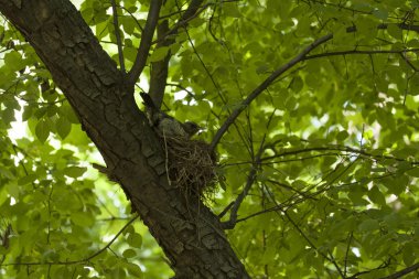 doğa, ağaç, yeşil