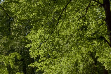 doğa, ağaç, yeşil