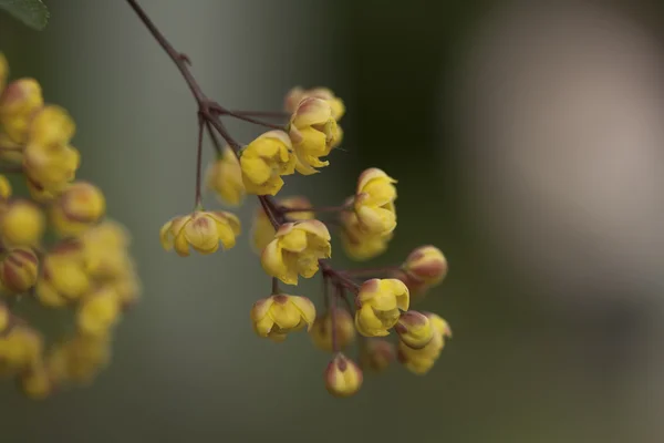 Flores, naturaleza, ramo — Foto de Stock