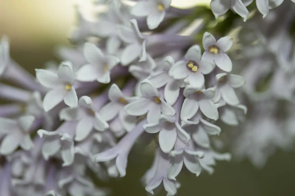 Kwiat, natura, krzew — Zdjęcie stockowe