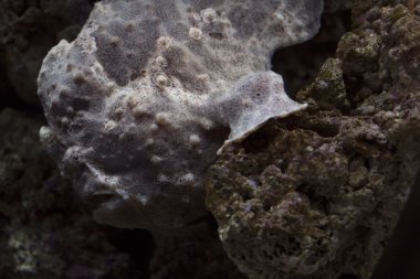 Balık, su, derin hayvanlar, fener