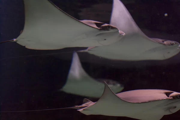 斜面、水、深層水の動物 — ストック写真