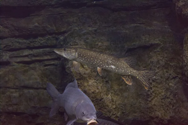 魚、水、深層水の動物 — ストック写真