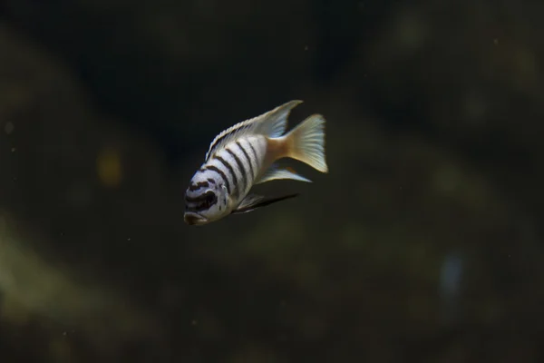 Peces, agua, animales de aguas profundas — Foto de Stock