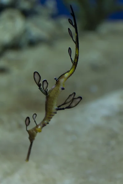 Water, deep-water animals, sea horse — Stock Photo, Image