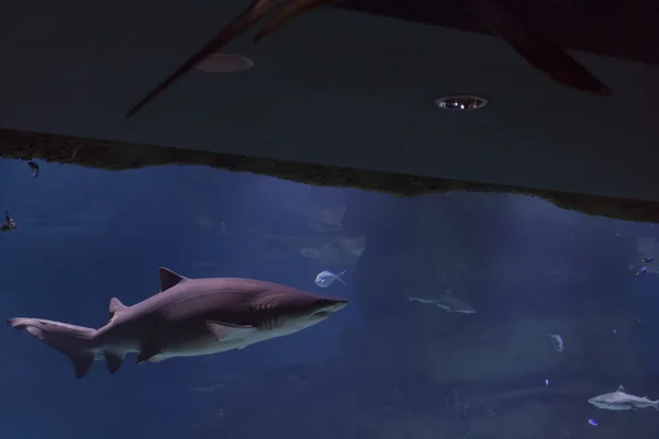 Agua, animales de aguas profundas, tiburones — Foto de Stock
