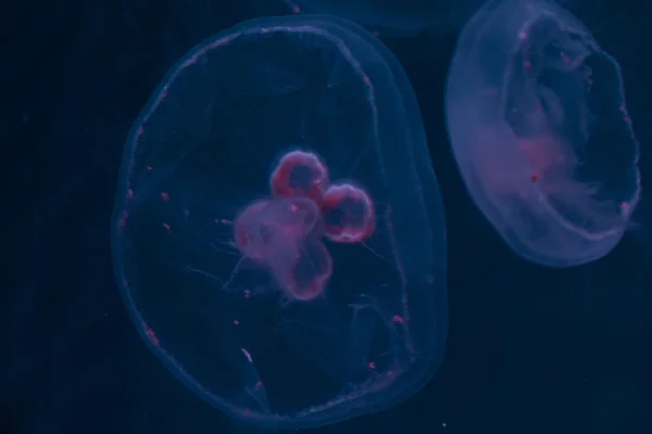 Medusas, animales de aguas profundas, océano, mar — Foto de Stock