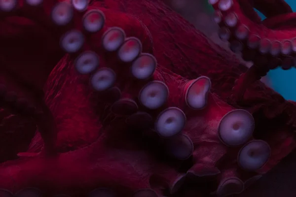 Agua, animales de aguas profundas, pulpo —  Fotos de Stock