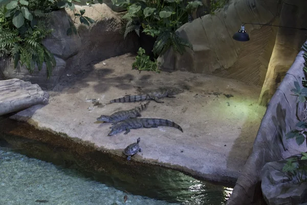 ワニ、カメ、生息地 — ストック写真