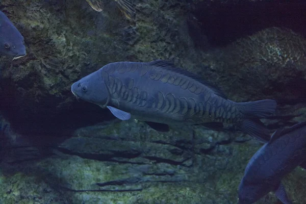 Fische, Wasser, Tiefwassertiere Stockfoto