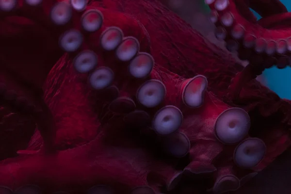 Вода, глубоководные животные, осьминог Лицензионные Стоковые Изображения