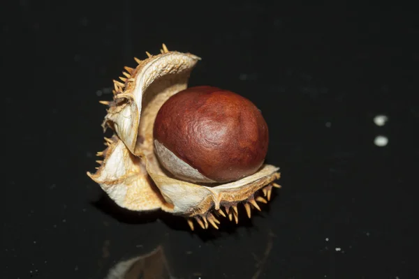 Kestane, ceviz, at kestanesi